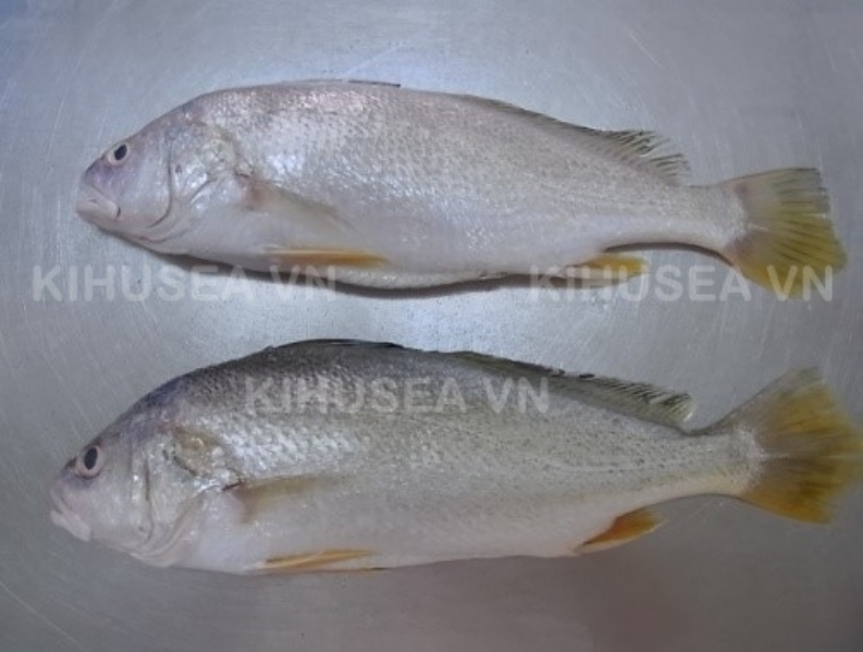 FROZEN SILVER CROAKER WHOLE CLEANED